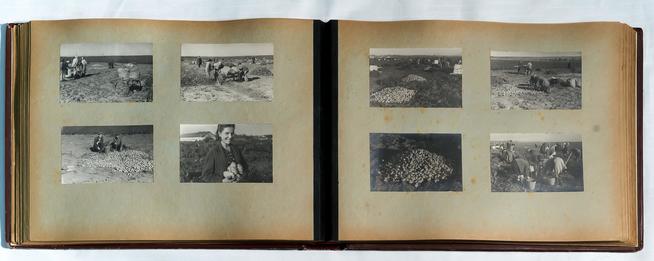 Альбом. Фото. Участие  рабочих завода № 237 в сборе урожая и сортировке овощей. 1943::Музей боевой и трудовой славы КОМЗ в пос. Дербышки g2id37864