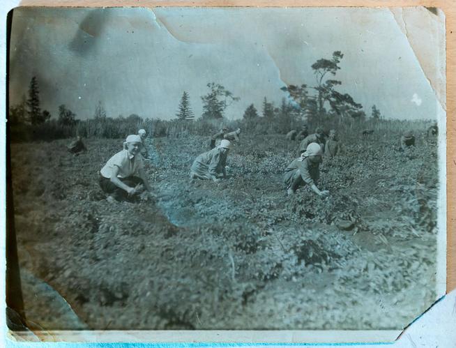 Фотография. Сельскохозяйственные работы в одном из колхозов Алексеевского района. 1940-е гг.::МБУ «Музей родного края им. В.И.Абрамова Алексеевского муниципальногоо района Республики Татарстан» g2id9441