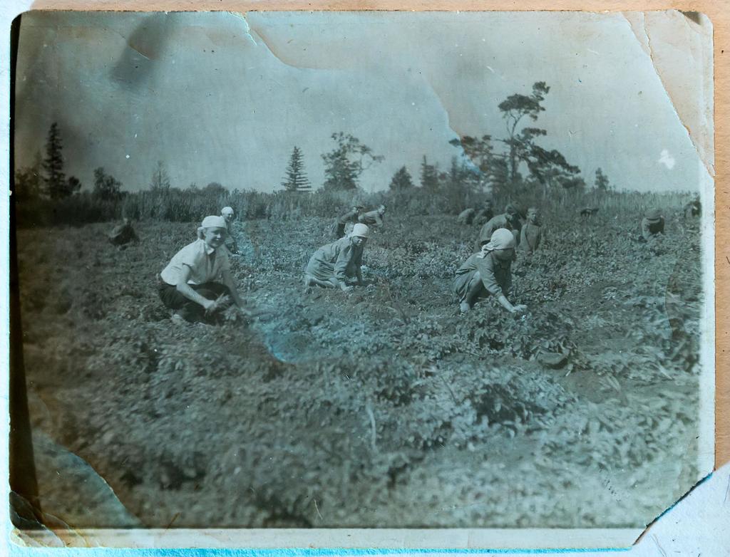 Фото №9441. Фотография. Сельскохозяйственные работы в одном из колхозов Алексеевского района. 1940-е гг.