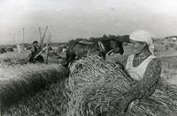 Уборка пшеницы в колхозе им. С.М. Кирова Атнинского района ТАССР. 1944