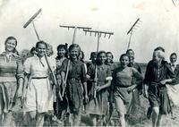 Пионеры и школьники Казани на уборке урожая. 1942