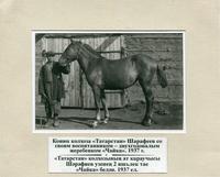 Конюх колхоза Татарстан Шарафеев со своим воспитанником-двухгодовалым жеребёнком Чайка. 1937г.