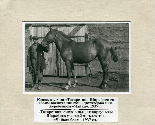 Конюх колхоза Татарстан Шарафеев со своим воспитанником-двухгодовалым жеребёнком Чайка. 1937г.::Фото, предоставленные музеем g2id90521